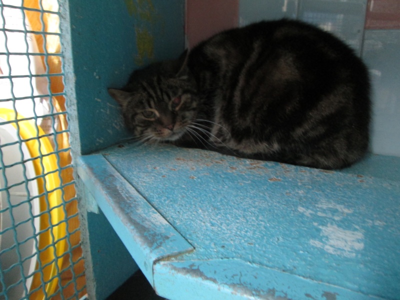 trouvée!!!URGENCE++ euthanasie demain pour 4 chats(on recherche asso ou adoptant,pour relachage sur site de chats libre Img_1414