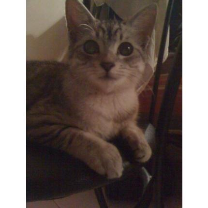 PERDU LE  3/10/13 CHARLY CHAT British Shorthair, Maine Coon europeen gris clair 84300 Les Taillades   10010410