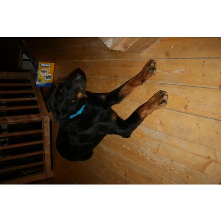 (retrouvé)PERDU LE 6/1/14 ZEUS CHIEN Berger de Beauce - Beauceron NOIR /ROUX PUCE 05 CROTS 83678_10