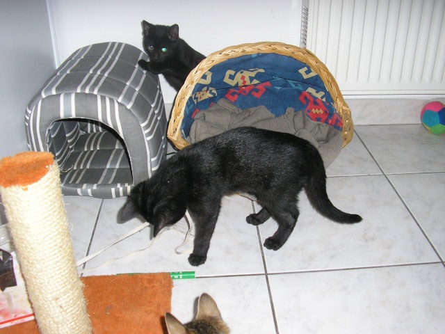 ((adoptés ))  3 chatons(ne) noire 3 MOIS ADOPTION PAR contrat AEVANA  P1010410