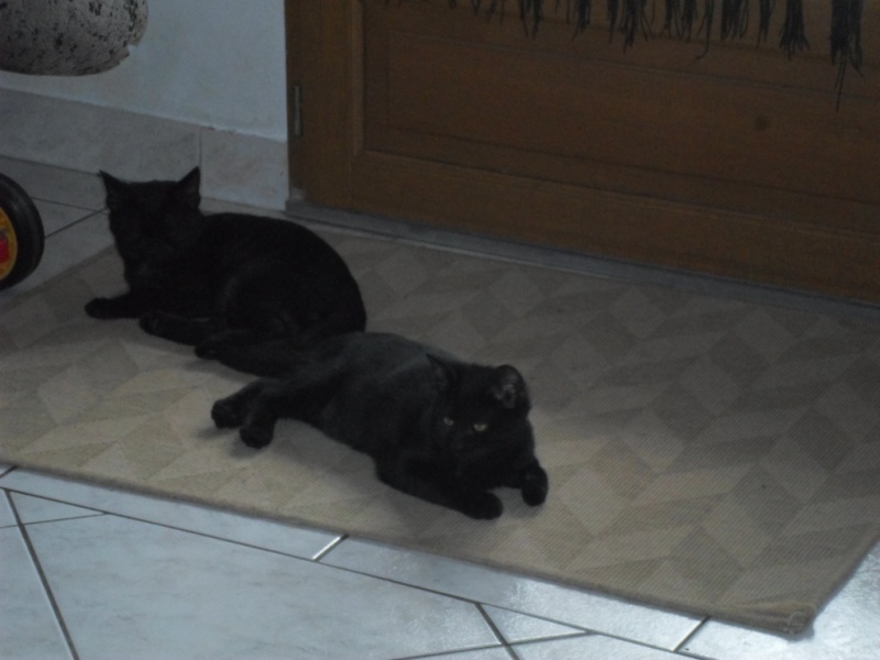 ((adoptés ))  3 chatons(ne) noire 3 MOIS ADOPTION PAR contrat AEVANA  Sam_1819