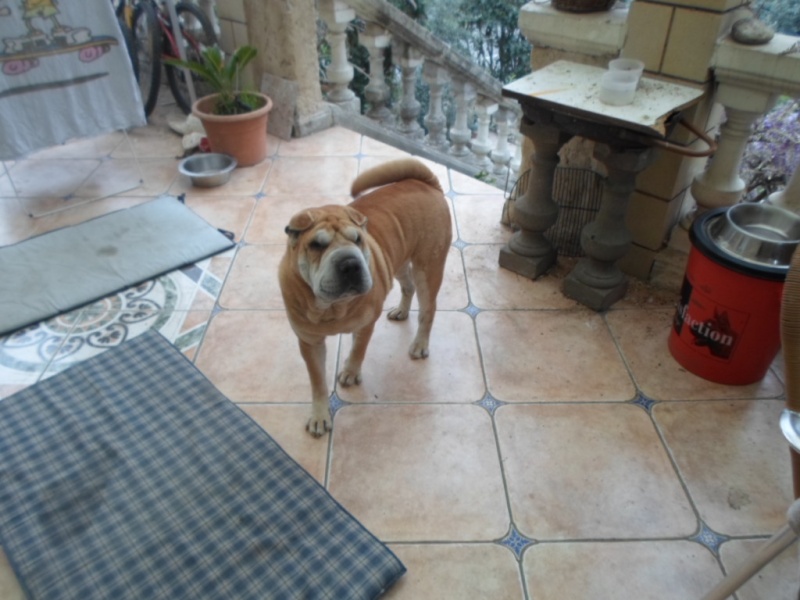 à adopter PERDITA Shar Pei 8 ans asso AEVANA (04) Sam_2214