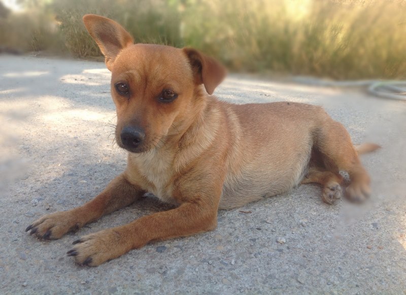 Adoption Tera X pinscher .2 ans .(47) 10014110