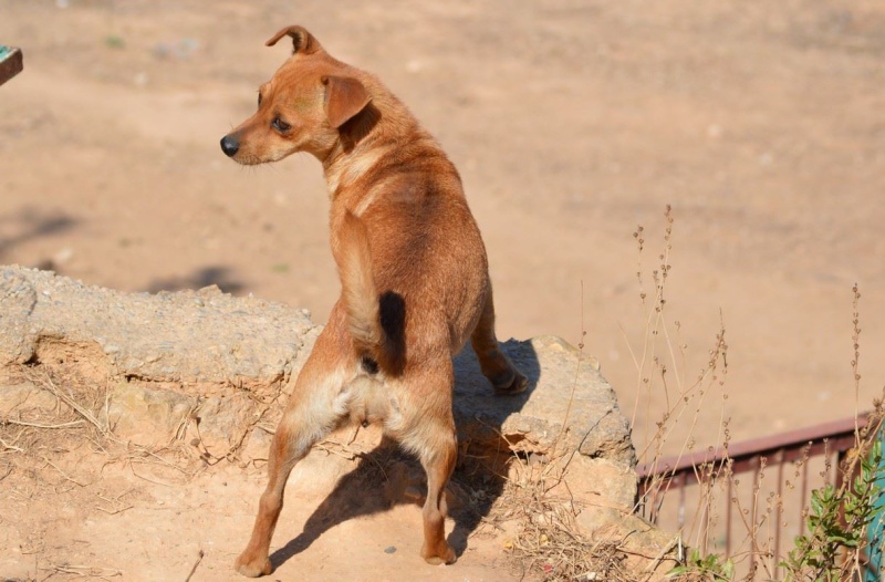 Adoption Tera X pinscher .2 ans .(47) 11505710