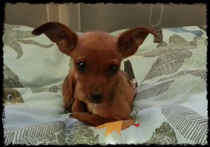 Adoption Lina typée pinscher 2 mois 1,3 kg.(95) 14225811