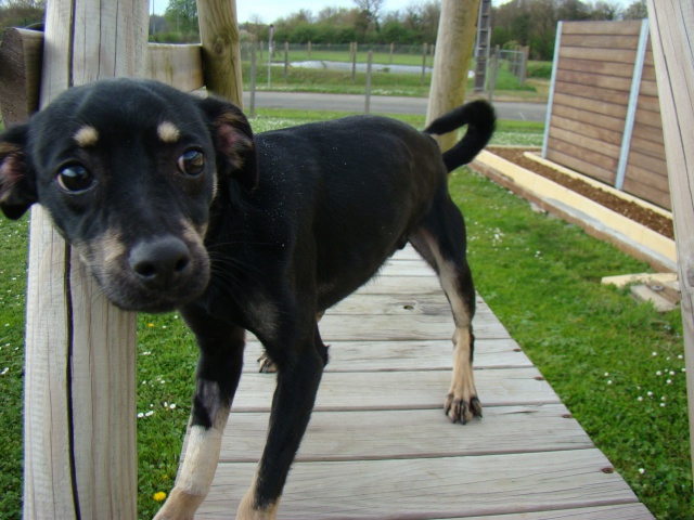 Adoption Hazur x pinscher de 2 ans (79)(en fa) 15261510