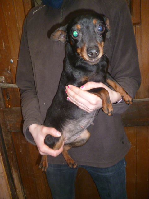 Adoption Ele pinscher 9 ans en 2018 retraitée d'élevage (60) 17806910