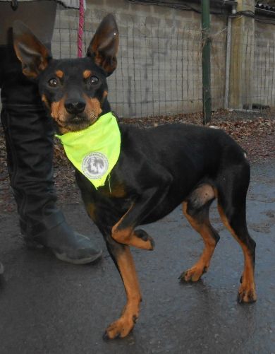 Adoption Harvey pinscher adulte (62) 500_5210