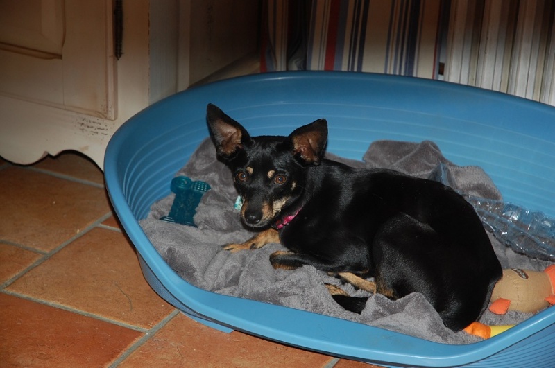 Adoption Hera pinscher noire et feu de 4 kg ,un an et 10 mois (76) 72876010