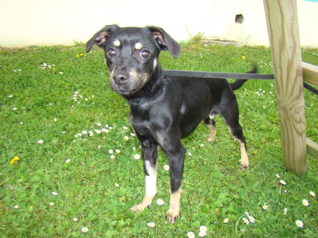 Adoption Hazur x pinscher de 2 ans (79)(en fa) 96923410