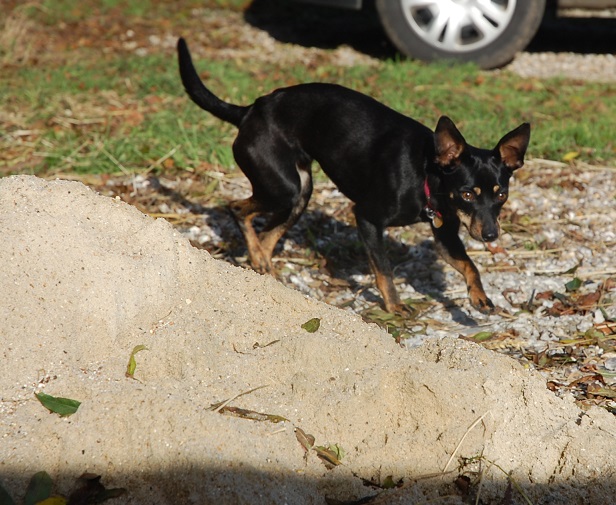 Adoption Hera pinscher noire et feu de 4 kg ,un an et 10 mois (76) 98706910
