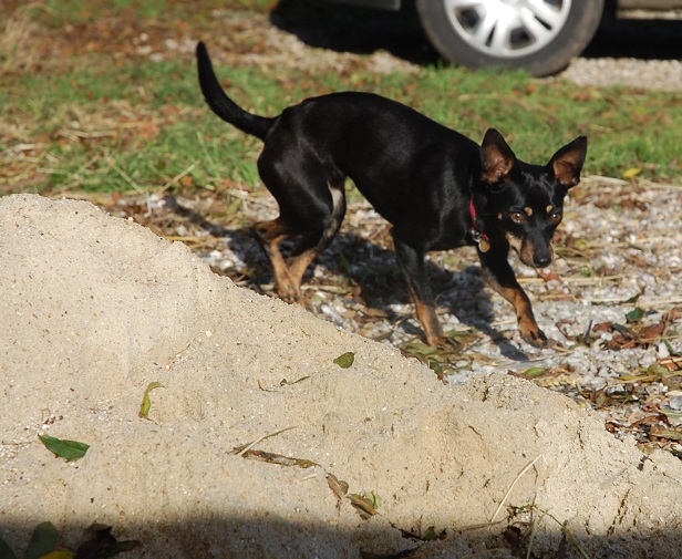  Adoption Hera pinscher noire et feu de 4 kg ,un an et 10 mois (76) 98706910