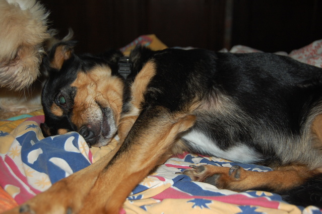 Louna x pinscher de 11ans à l'adoption (60) - Page 2 Afae410