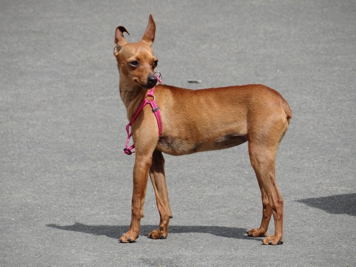 Poppy femelle pinscher, née le 02 Juillet 2013 (59)  Dsc04710