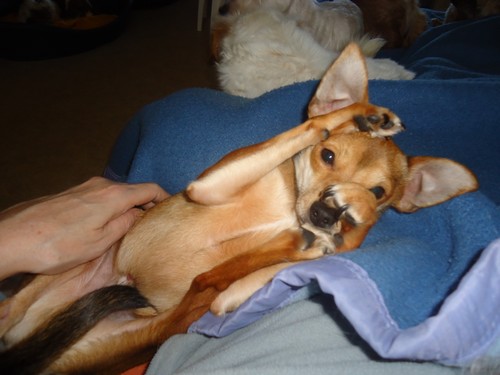 Adoption Gemini x pinscher d'environ 2 ans (problème patte arrière) 59. Gemini10