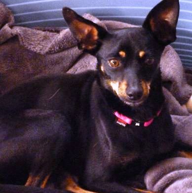 Adoption Hera pinscher noire et feu de 4 kg ,un an et 10 mois (76) Hera_f10