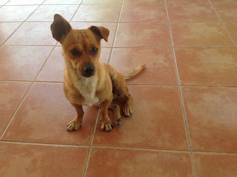 Adoption Tera X pinscher .2 ans .(47) La_fot11