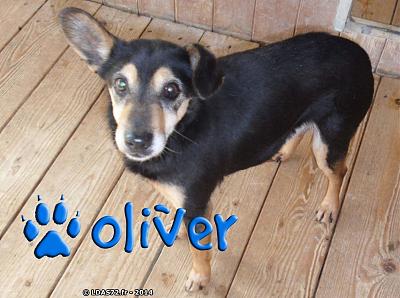 URGENT .OLIVER - X Pinscher (10 ans 4 mois)- LDAS (72) Oliver10