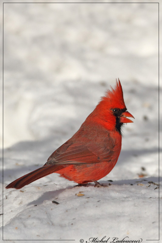 Cardinal Mâle et Femelle au sol... W3_mod15