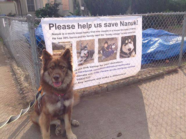 Donation Support for Nanuk: Chat - Page 2 15208210
