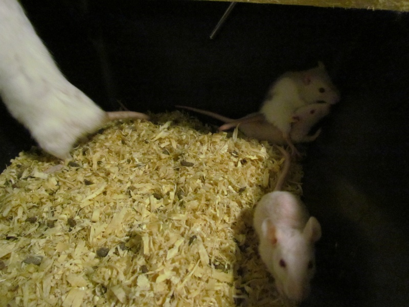 naissance rats siamois nud duveteuse Img_3312