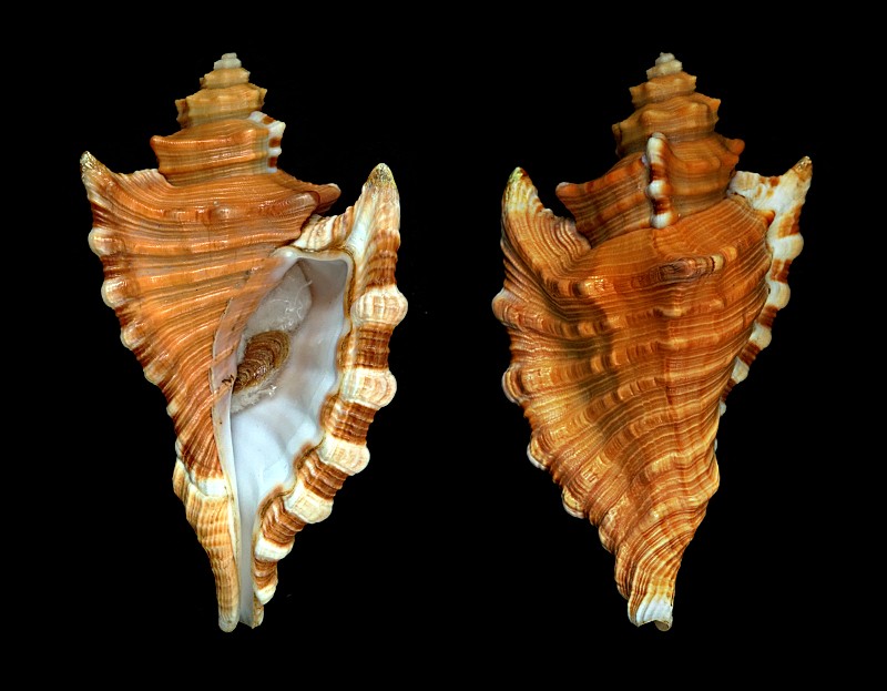 Cymatiidae Cymatium femorale (Linnaeus, 1758) Femora13