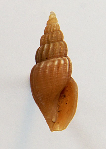 Propebela rufa (Montagu, 1803) Micro_11