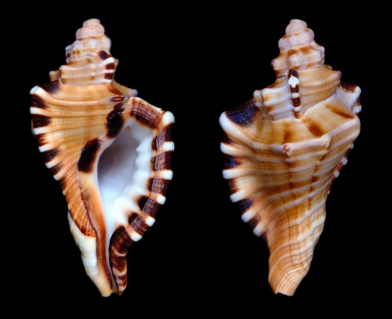 Cymatiidae Cymatium ranzanii (Bianconi, 1850)  Ranzan10