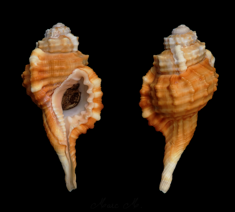 Ranularia sarcostoma (Reeve, 1844) Sarcos10