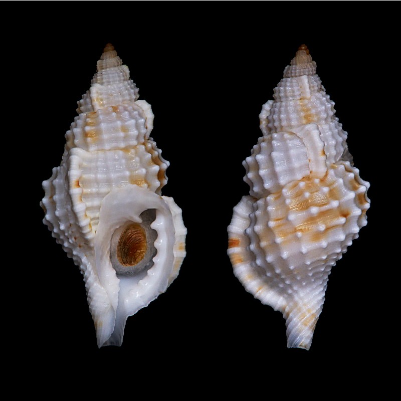 Cymatiidae Sassia nassariformis (G. B. Sowerby III, 1902)  Sassia10