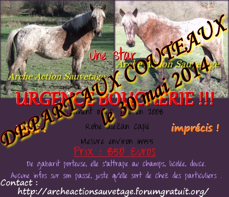 urgence pour 3 chevaux dans le 87 ; delai 30 mai 2014 Arche_11