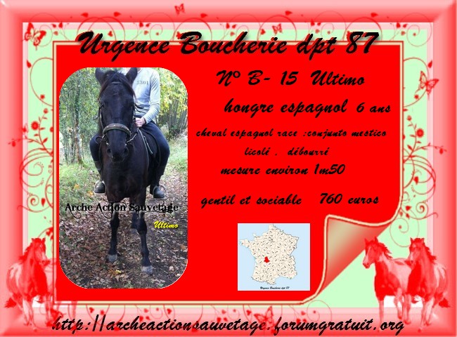 urgence pour 3 chevaux dans le 87 ; delai 30 mai 2014 Ultimo13