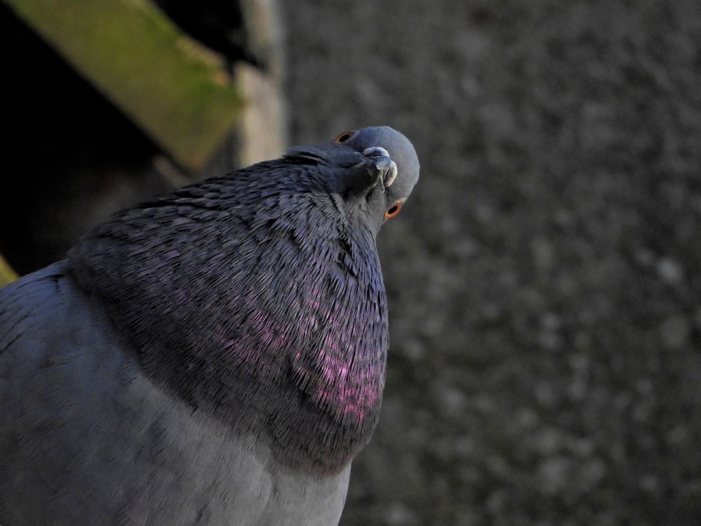 Regard de pigeons Dscn2910