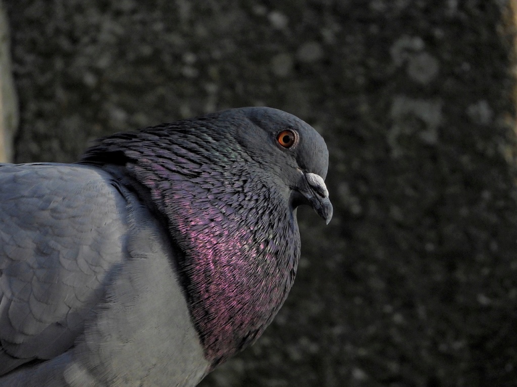 Regard de pigeons Dscn2911