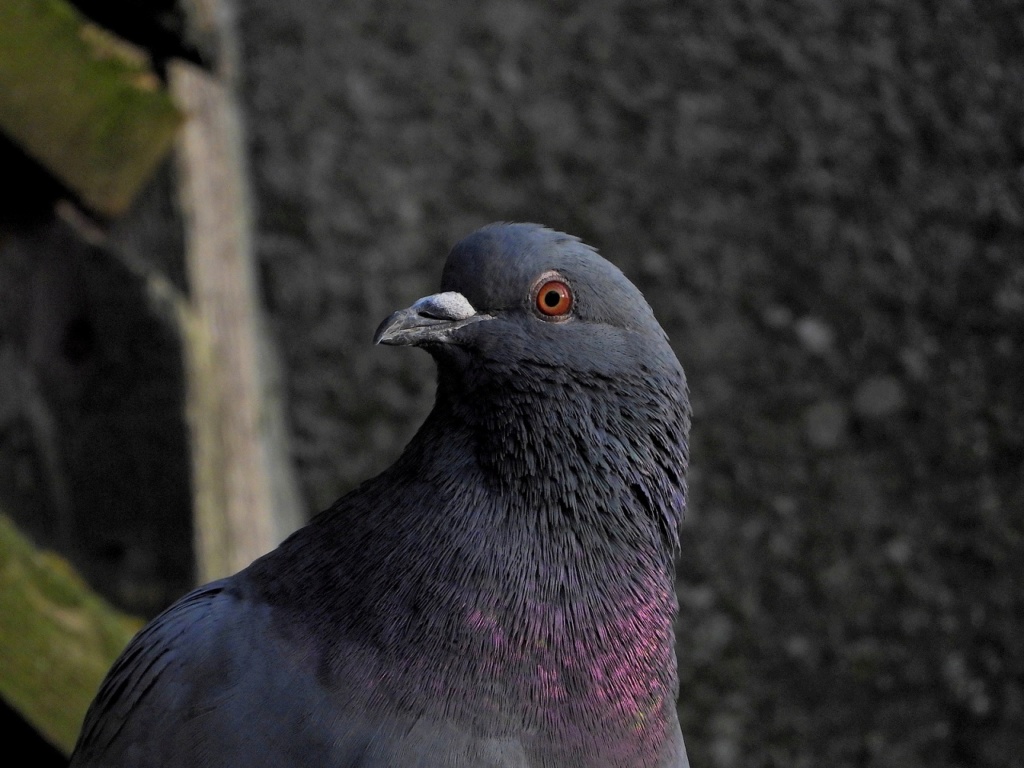 Regard de pigeons Dscn2913