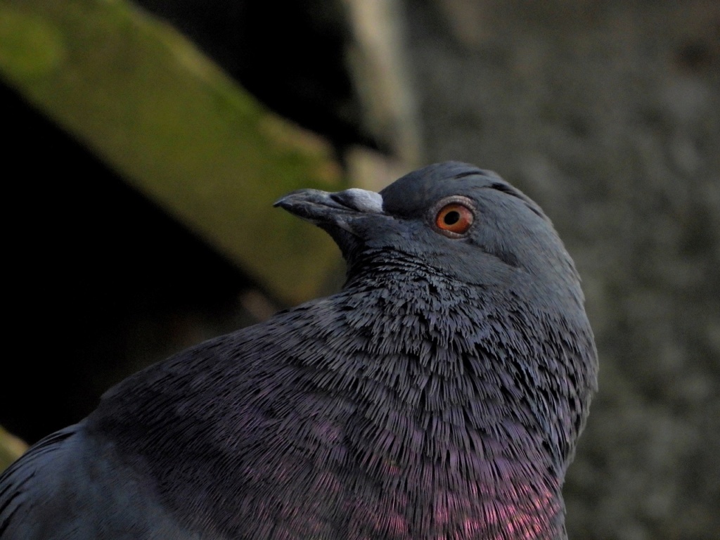 Regard de pigeons Dscn2914