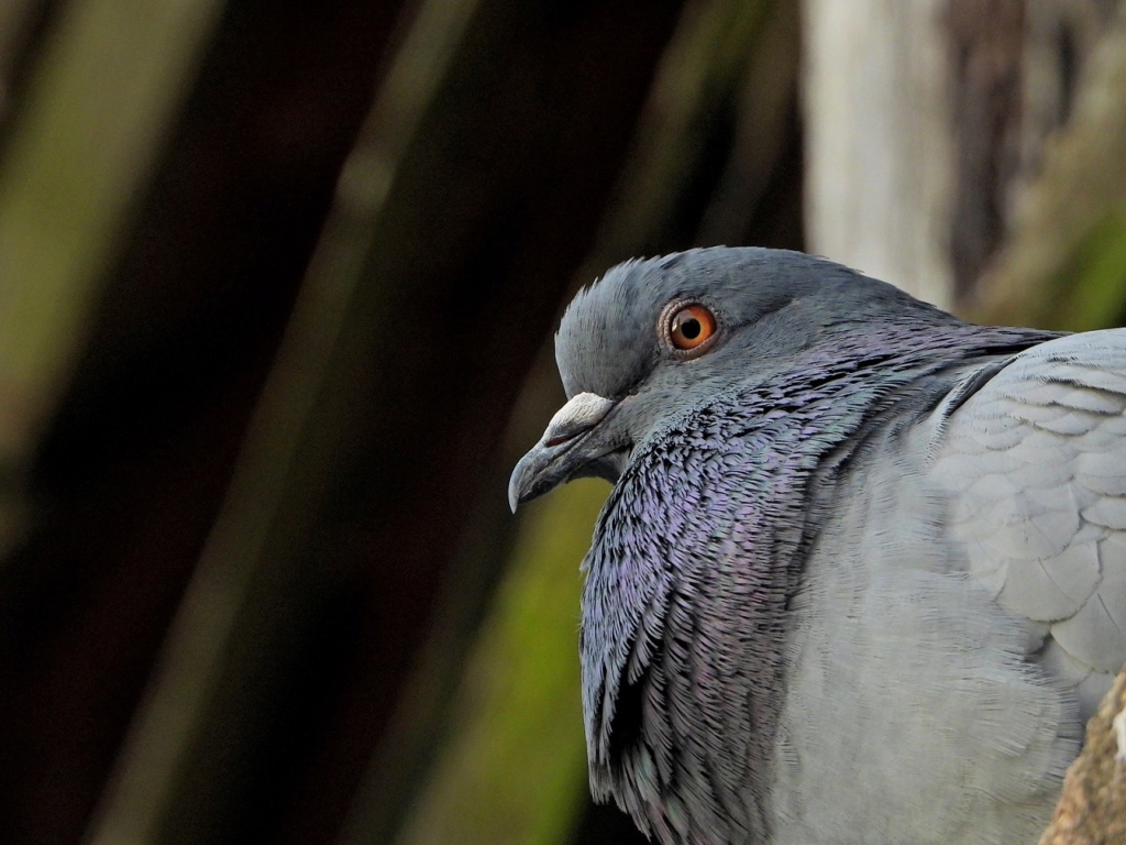 Regard de pigeons Dscn3014