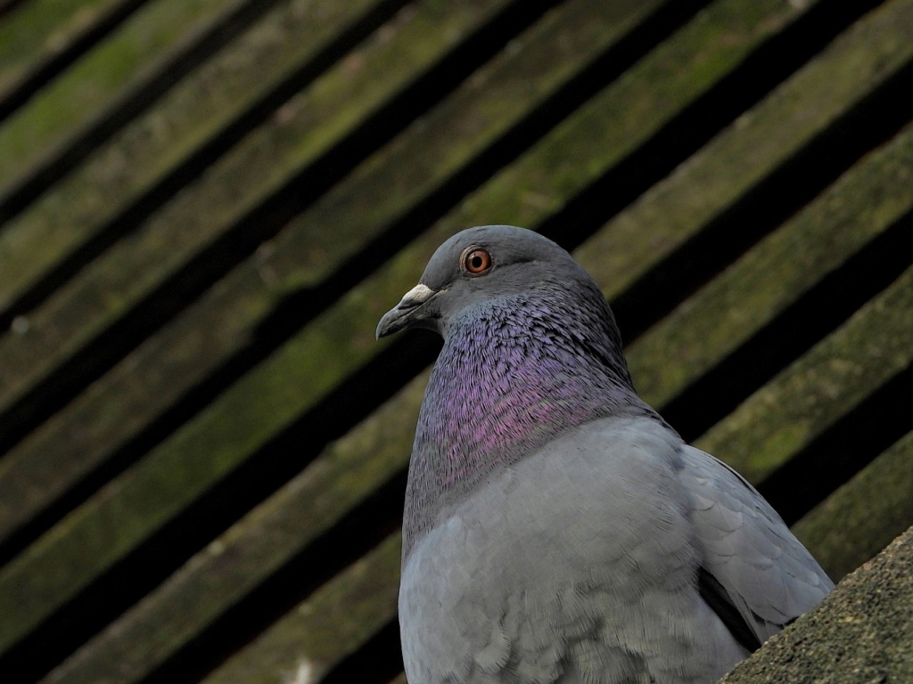 Regard de pigeons Dscn3015