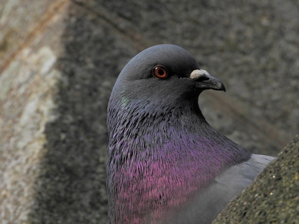 Regard de pigeons Dscn3018