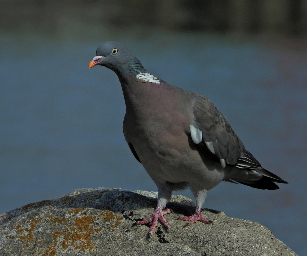 Pigeon ramier Dscn4813