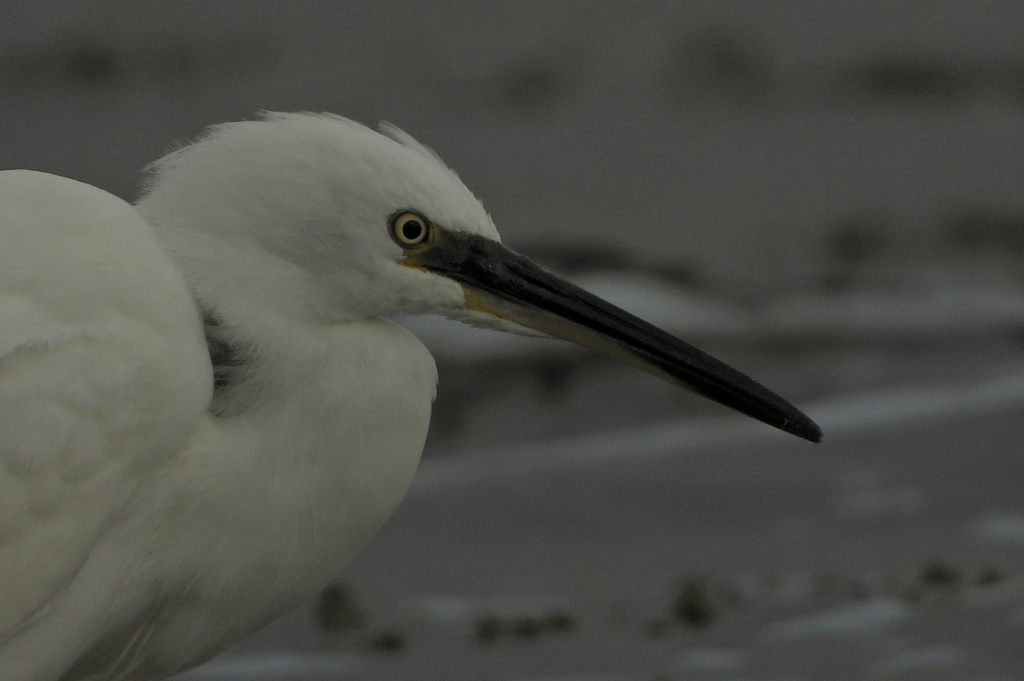 [Discussion] Aigrette garzette Dscn5217