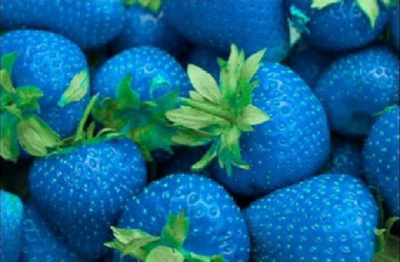 La Nouvelle Fraise OGM Bleue 55046_10