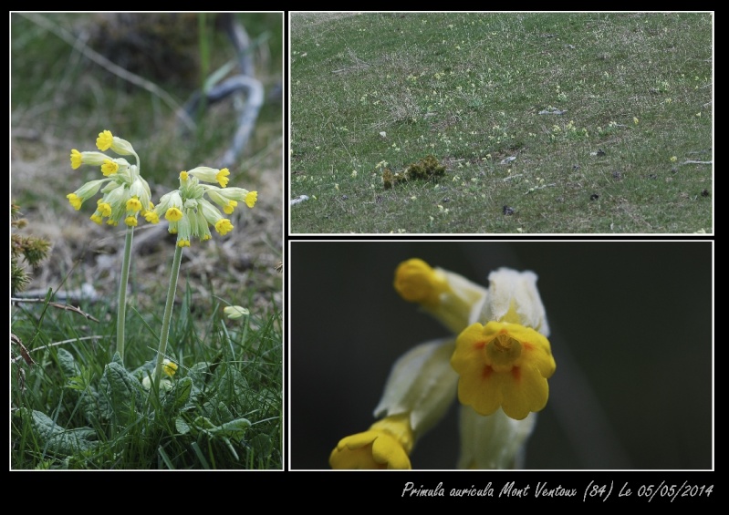 Mont Ventoux et quelques fleurs Montag65