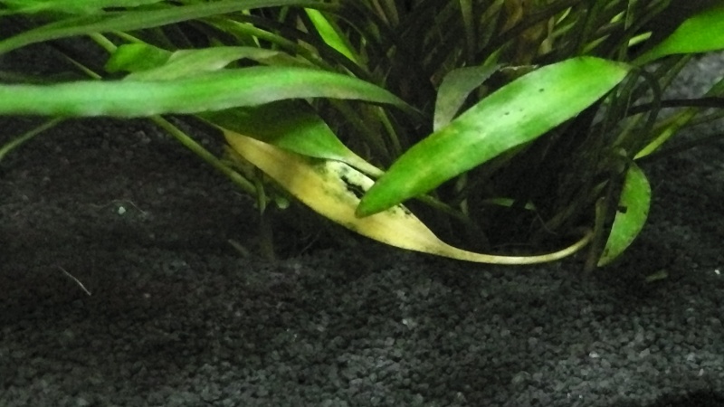 Cryptocoryne qui jaunit S1010010