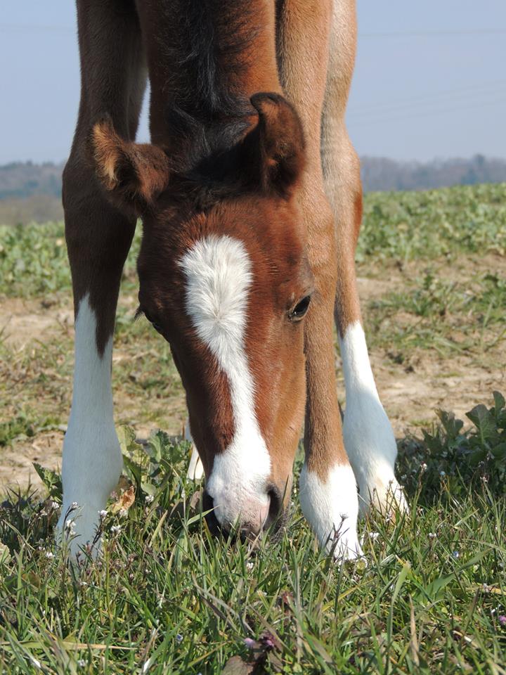 Les chevaux Dorélia  - Page 10 93603713