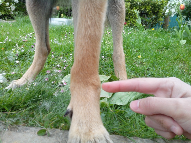 Mon Chien A Une Boule A La Patte Chien Nouvelles