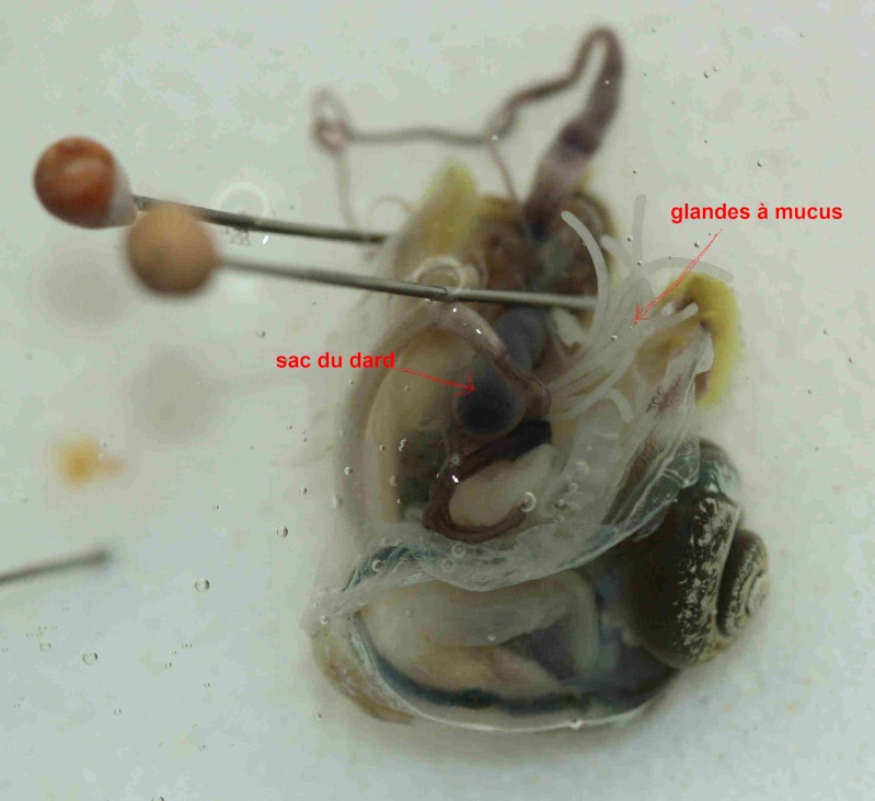  Distinction de Cepaea nemoralis et hortensis par l'examen des genitalia Img_6518