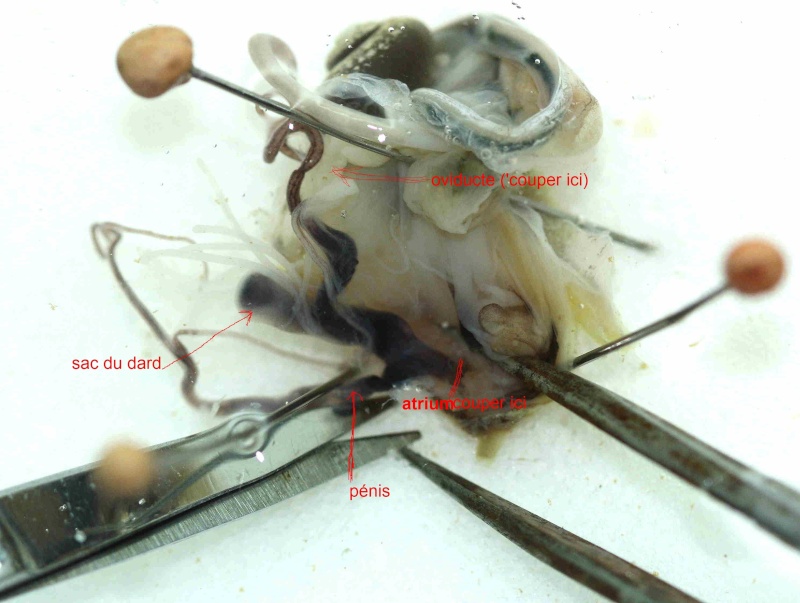  Distinction de Cepaea nemoralis et hortensis par l'examen des genitalia Img_6519