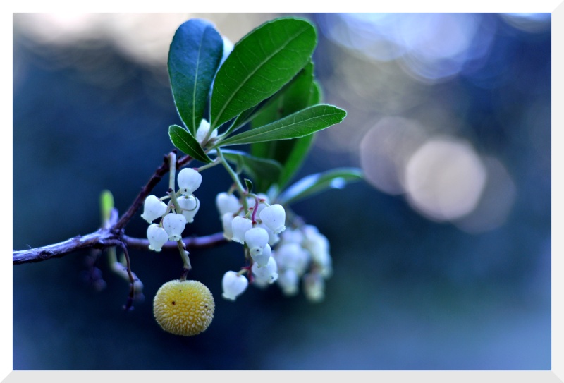 Les fruits des calanques Fruit10