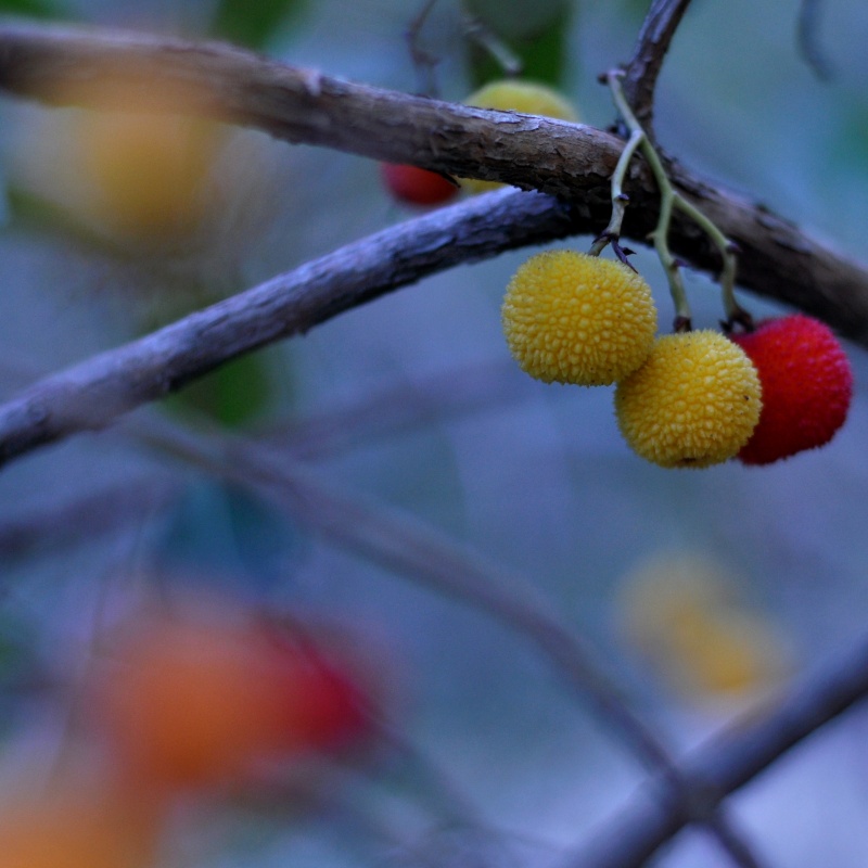 Les fruits des calanques Fruit211